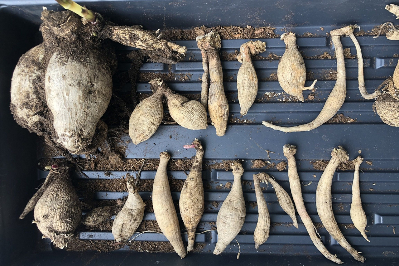 NM Dahlia Society Tuber Sale 2025