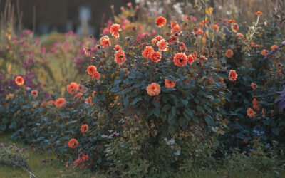 Machida Dahlia Garden Japan