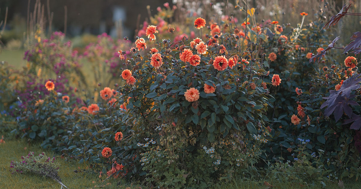 Machida Dahlia Garden Japan