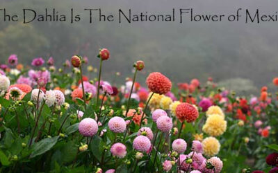 Dahlias – A History