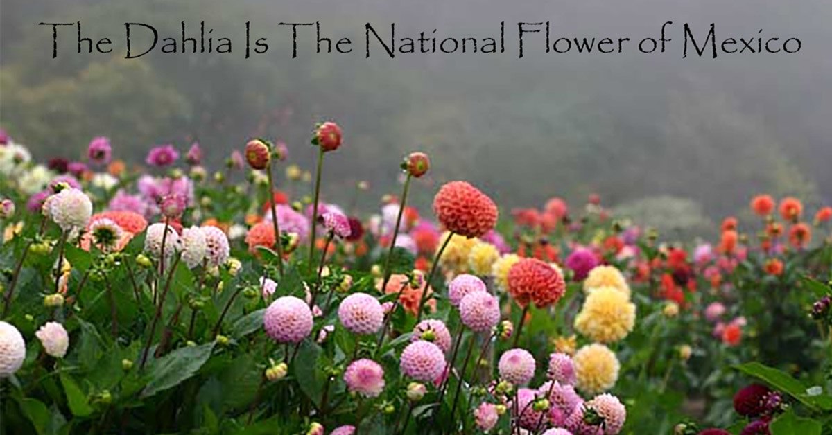Dahlias – A History