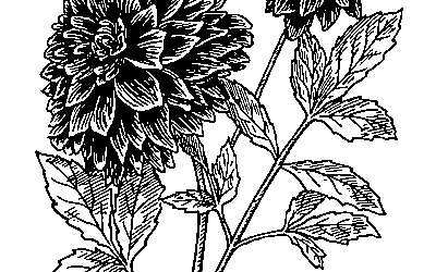 Planting Dahlia Tubers