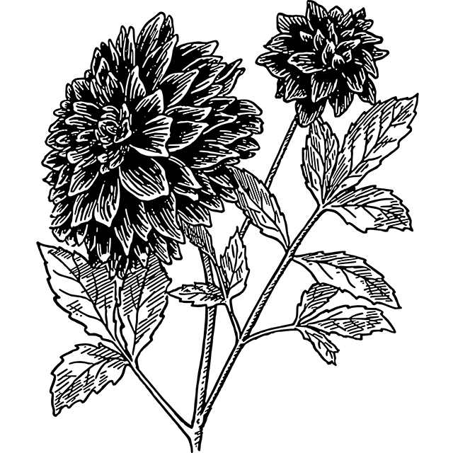 Planting Dahlia Tubers