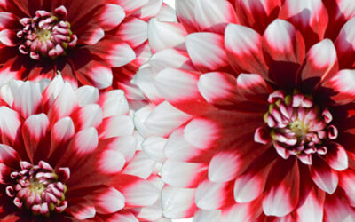 In Memory of John Hickerson