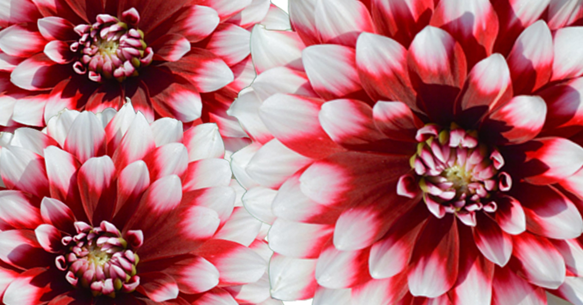 In Memory of John Hickerson