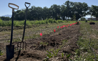 Planting Of The Old Lavender Field