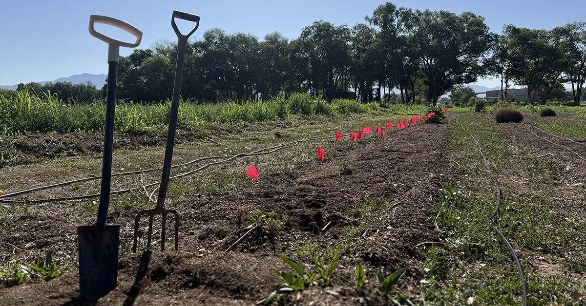 Planting Of The Old Lavender Field