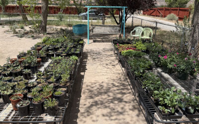 New Mexico Dahlia Society Meeting 2025-05-26