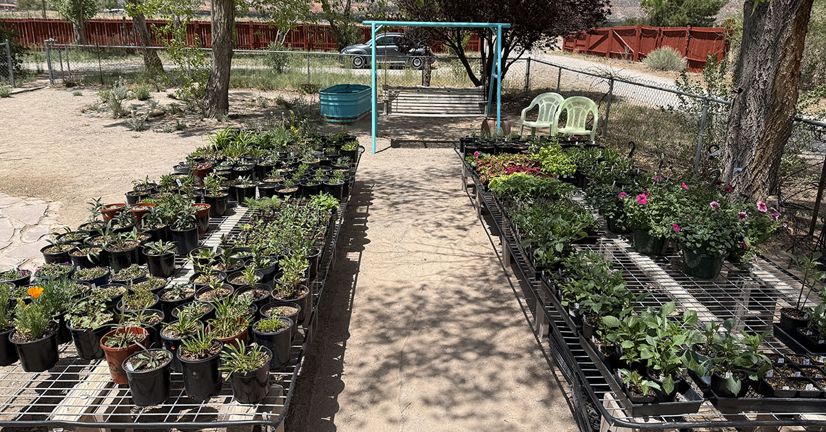 New Mexico Dahlia Society Meeting 2025-05-26