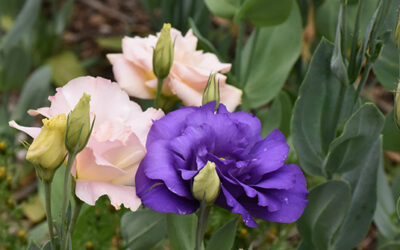 New Mexico Dahlia Society Meeting 2025-07-13