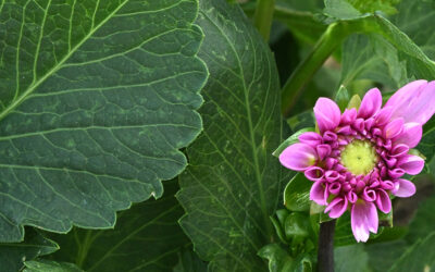 Agri Nature Center Dahlia Projects 2025-07-03