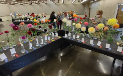 Dahlia Show Planning Meeting 2025-05-25