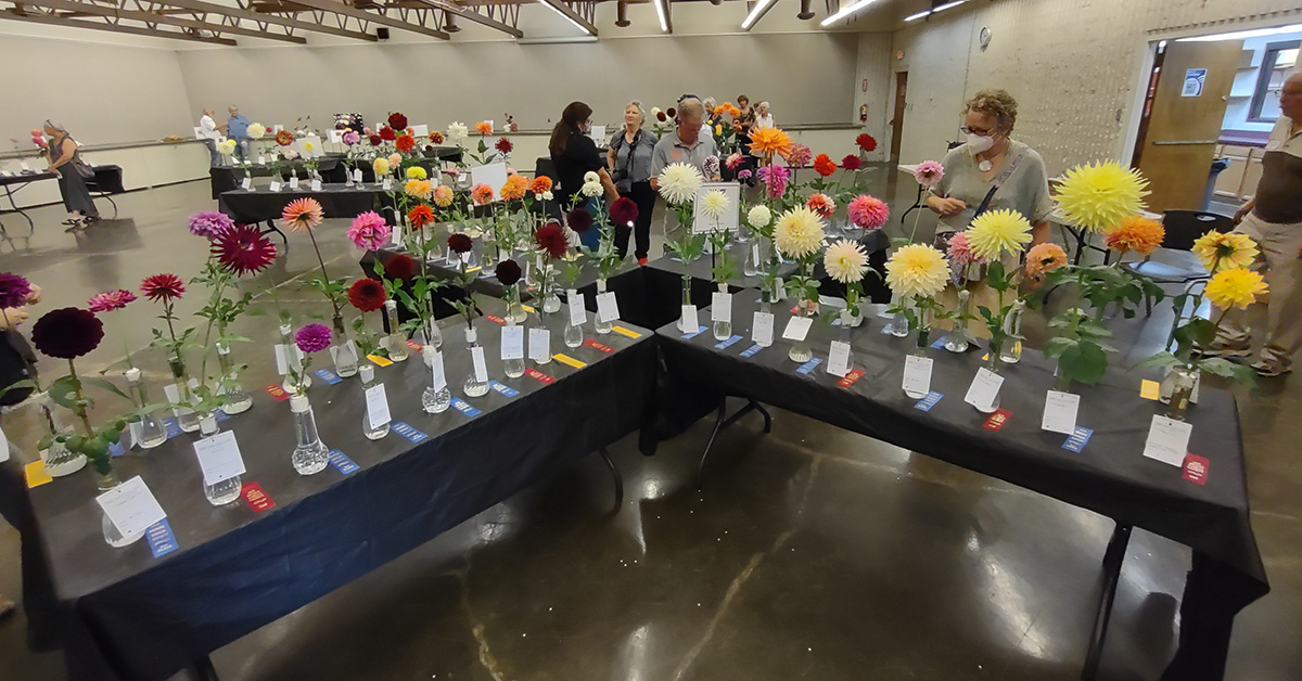 Dahlia Show Planning Meeting 2025-05-25