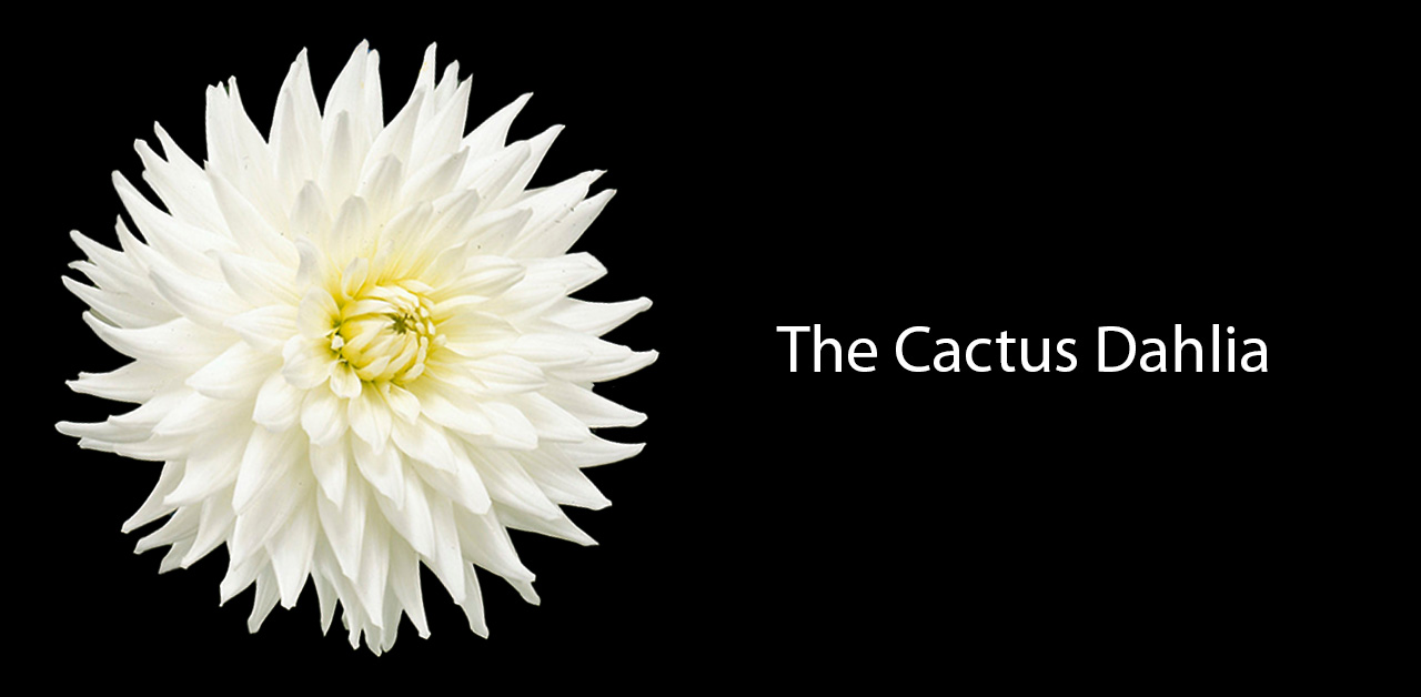 The Cactus Dahlia