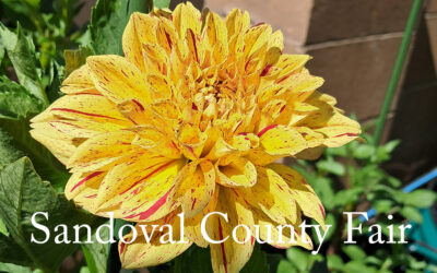 NMDS at the Sandoval County Fair