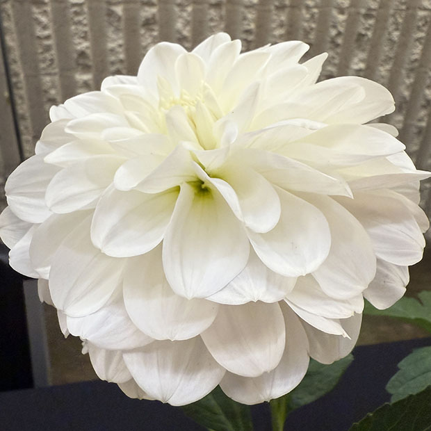Dahlia Bride To Be