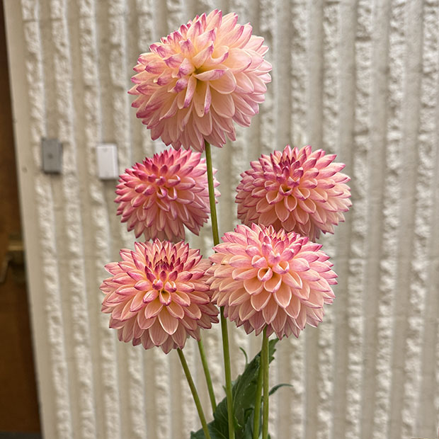 Dahlia Valley Porcupine
