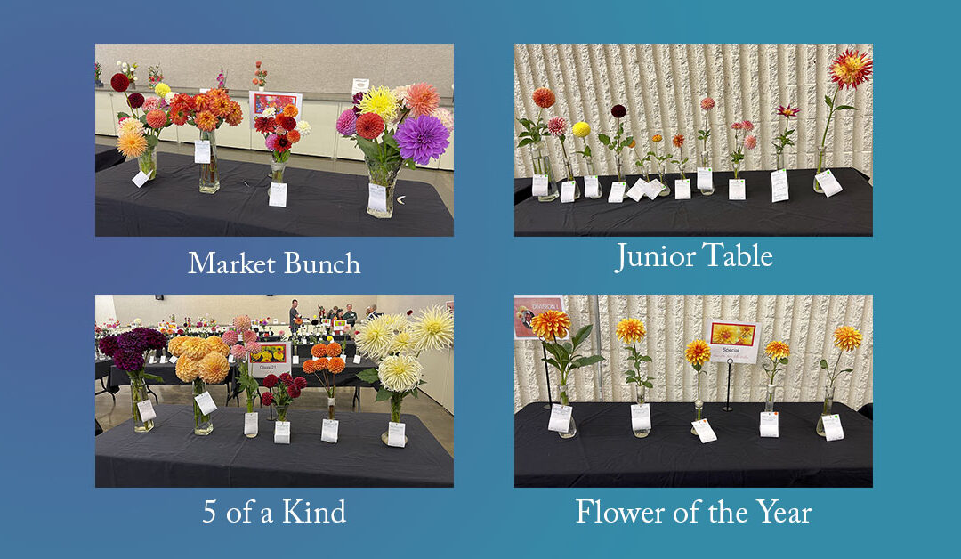 2025 NM Dahlia Festival Entries
