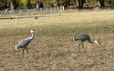 Argi Nature Center Dahlia Harvest