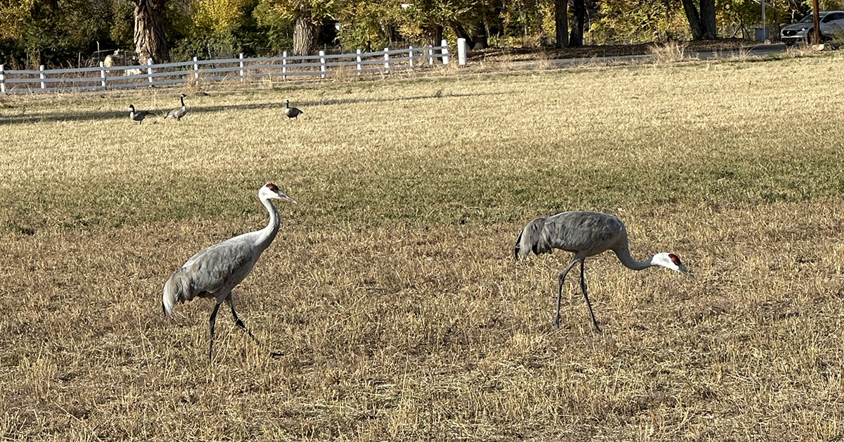 Argi Nature Center Dahlia Harvest
