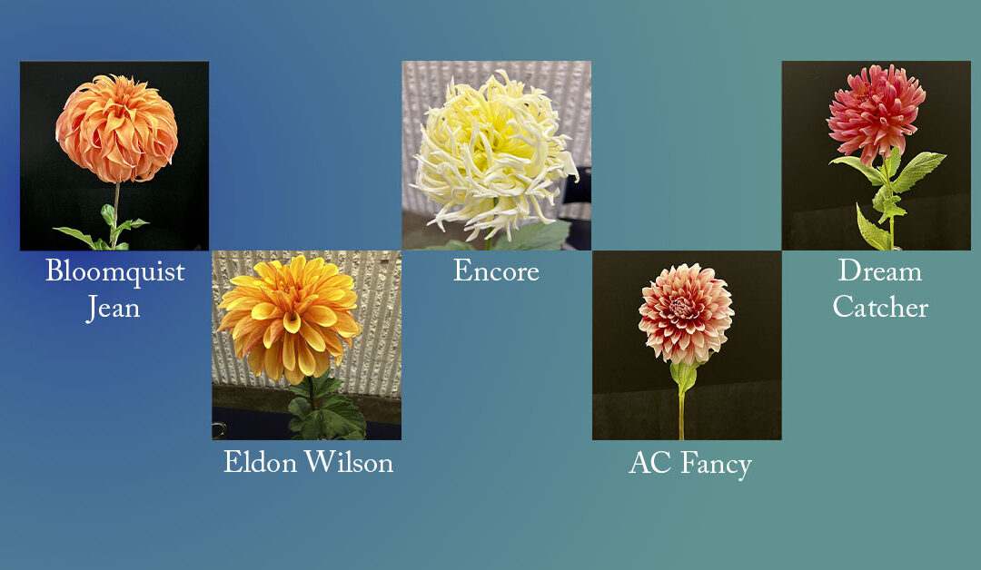 NMDS 2025 Show Winning Dahlias