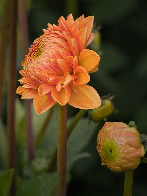 Orange Dahlia Filler