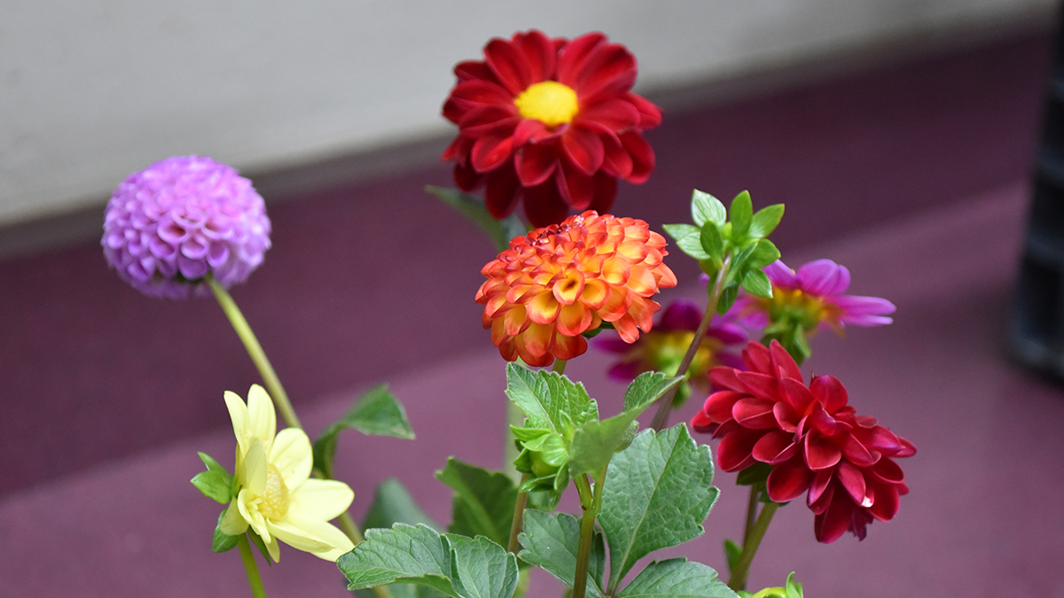 New Mexico Dahlia Society Meeting 2025-08-17