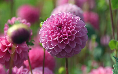 PomPoms