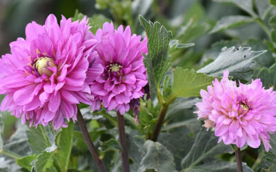 Agri Nature Center Dahlia Projects 2025-07-24