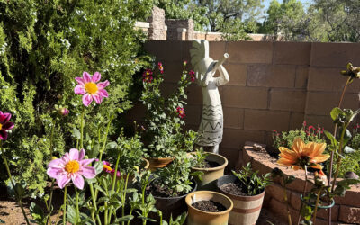 New Mexico Dahlia Society Meeting 2025-06-22