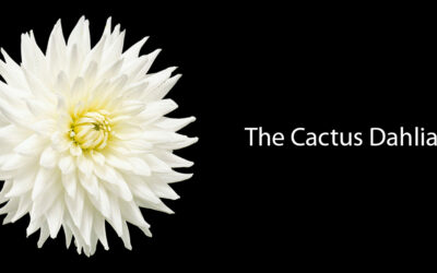 The Cactus Dahlia