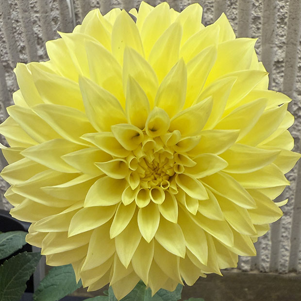 Dahlia Clearview Sol