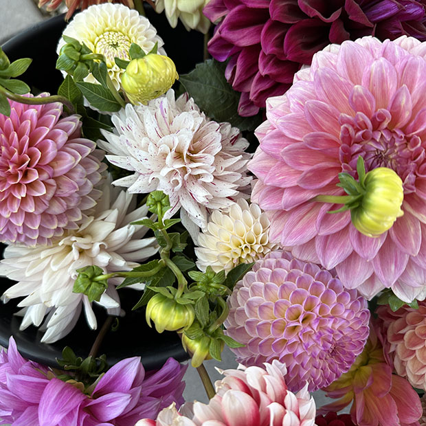 Dahlia Cornucopia 01