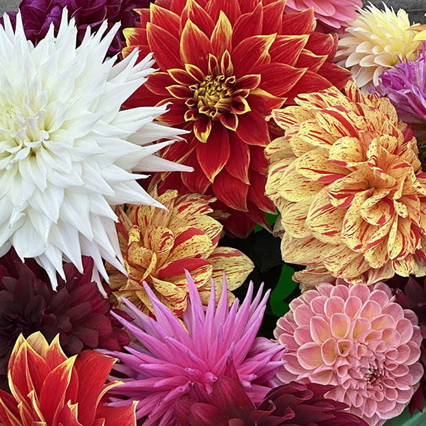 Dahlia Cornucopia 02