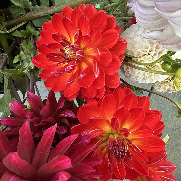 Dahlia Cornucopia 03