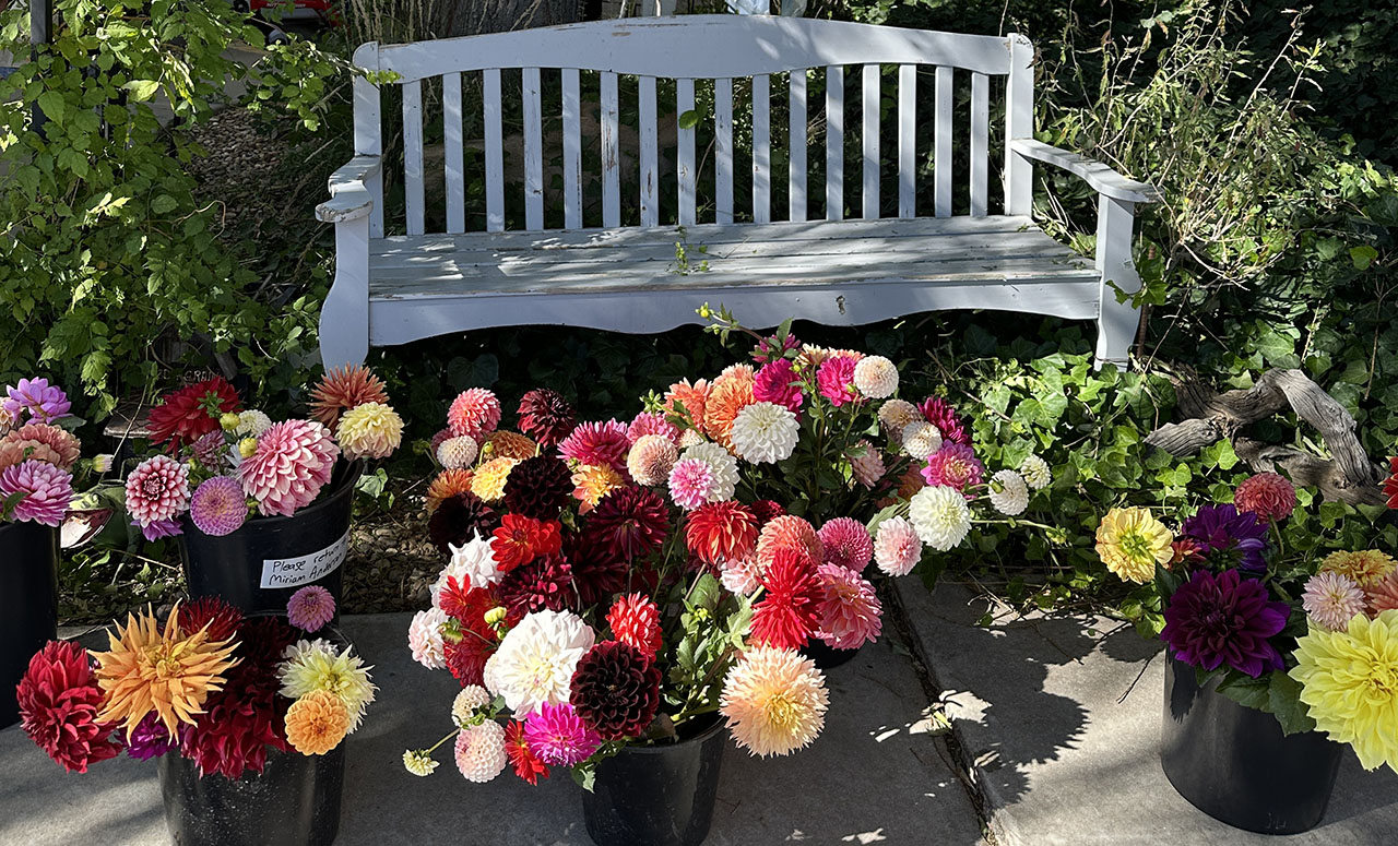 Dahlias By A Bench PFI